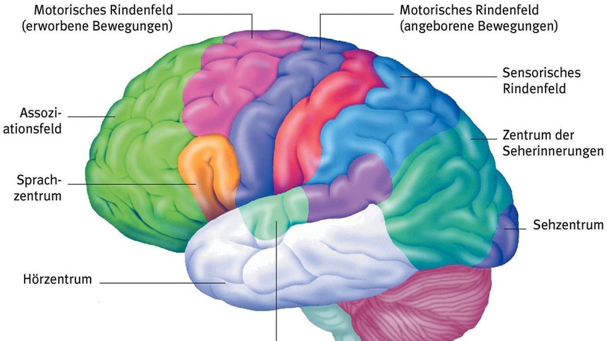 Hirnforschung: Wo in unserem Gehirn welche Areale liegen