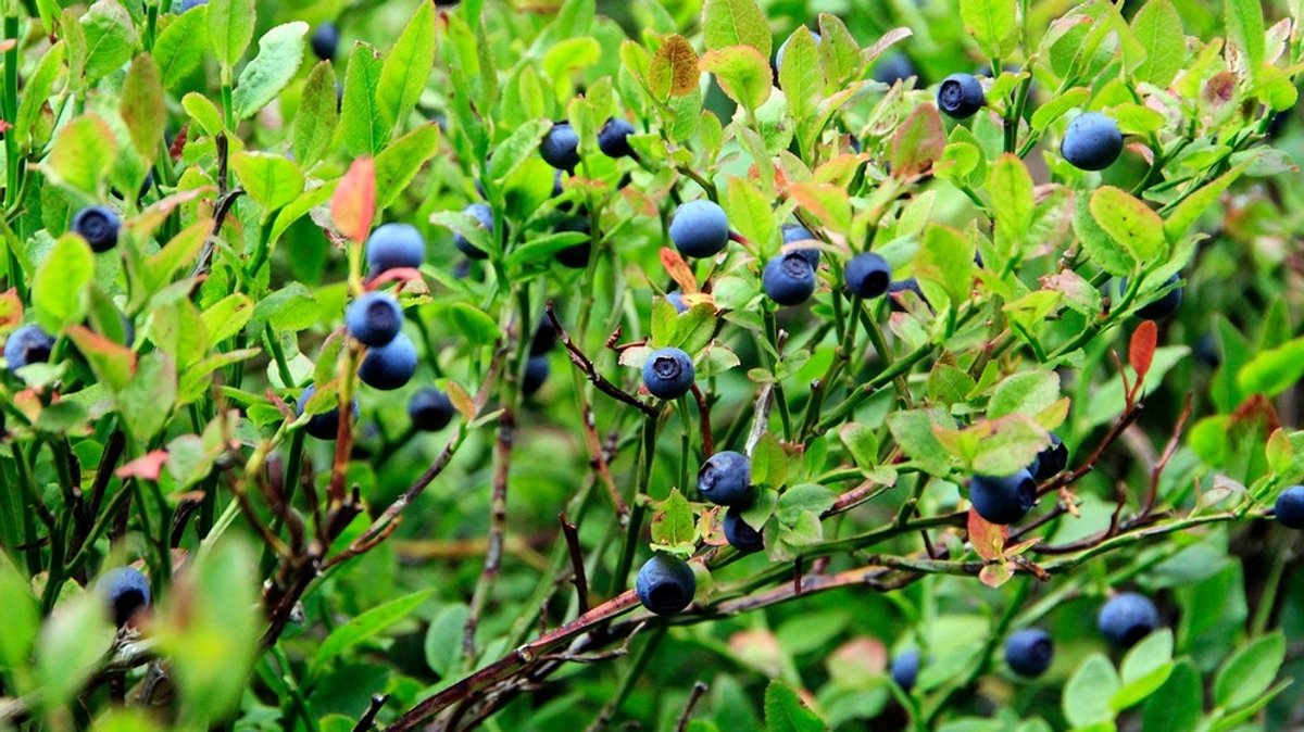 Beeren: Warum Heidelbeeren aus unseren Wäldern verschwinden