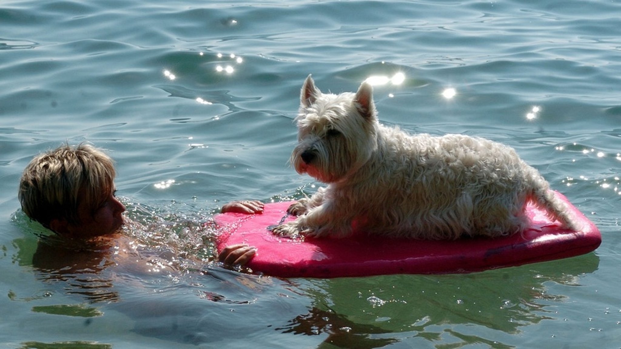 Sommerhitze: Was sind Hundstage und warum heißen sie so?