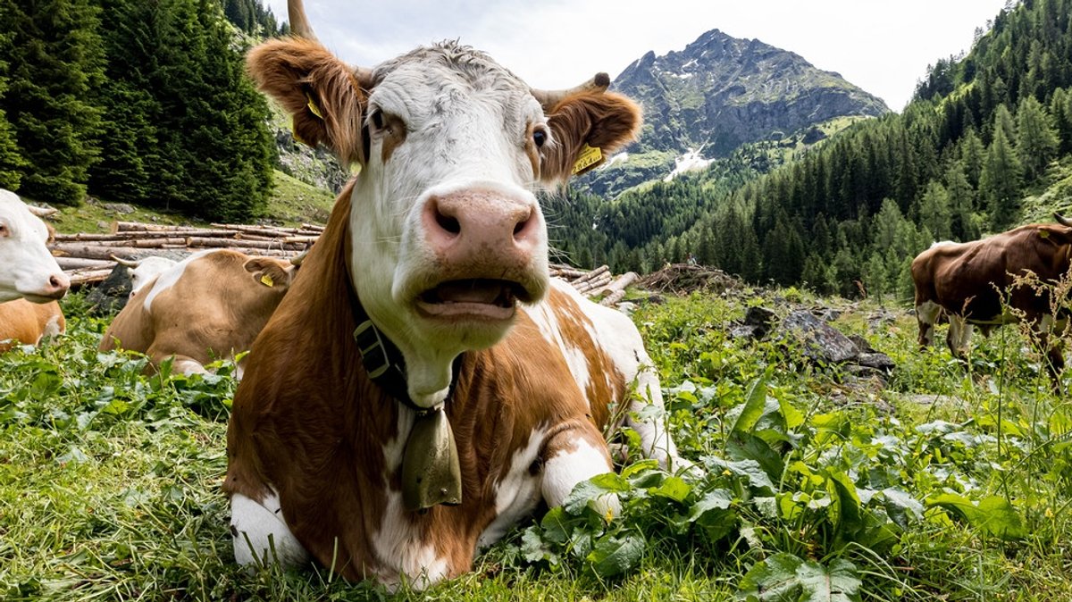 Klimakiller Kuh: Rülpser und Pupse setzen Methan frei