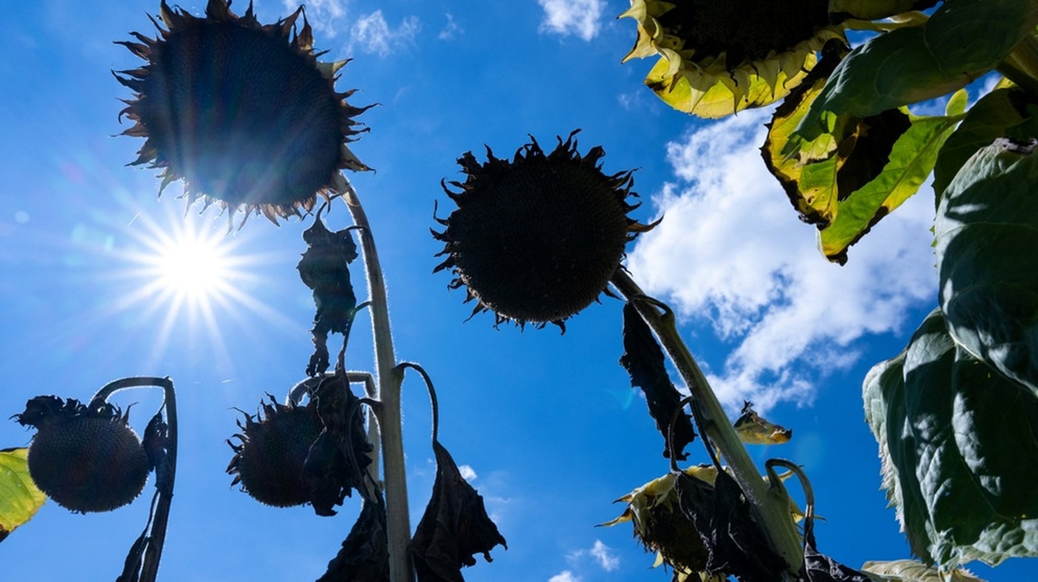 Klimawandel in Deutschland: Längst bei uns angekommen