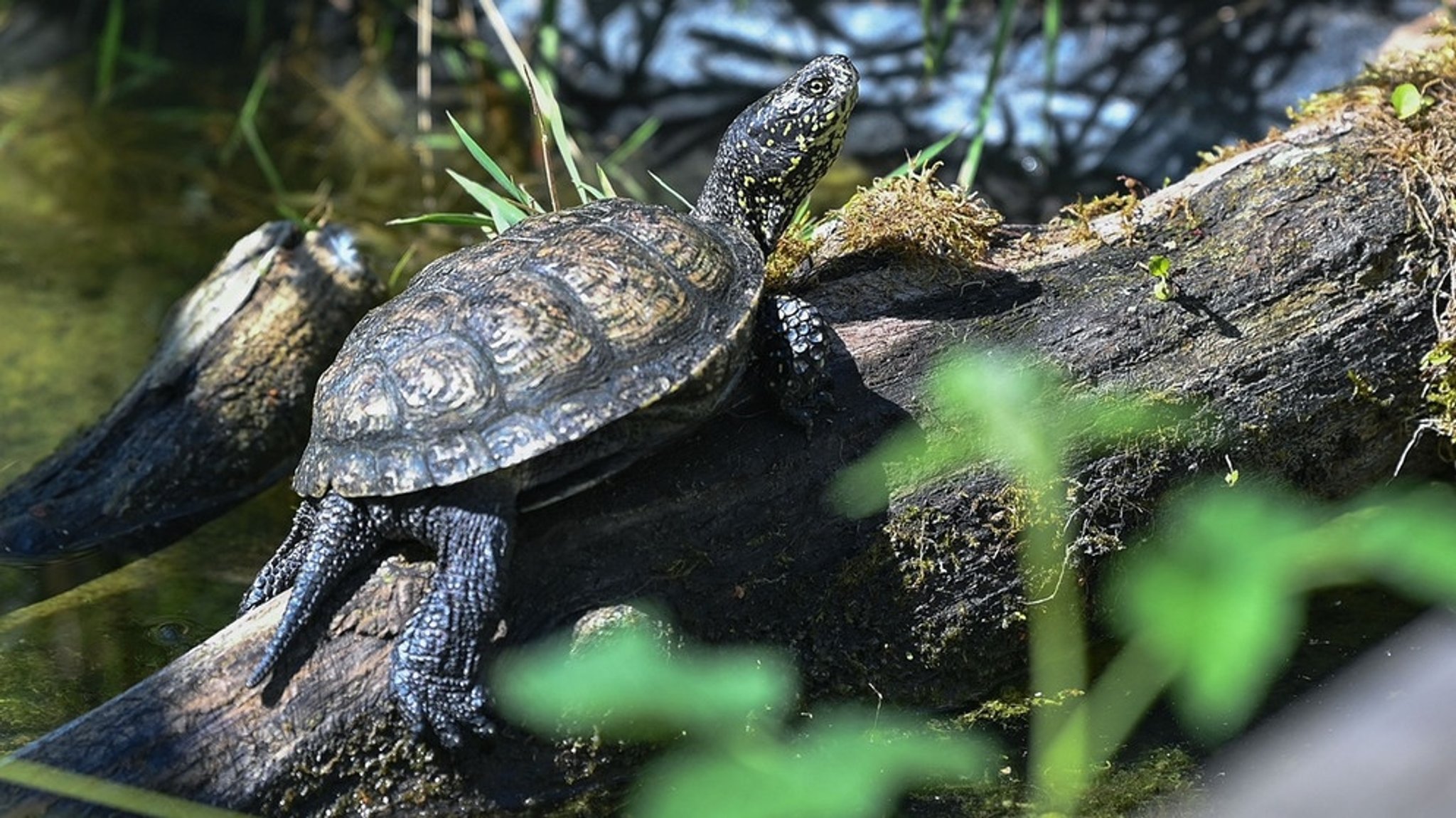 Ökosysteme im Wandel: Tiere und Pflanzen im Klimastress