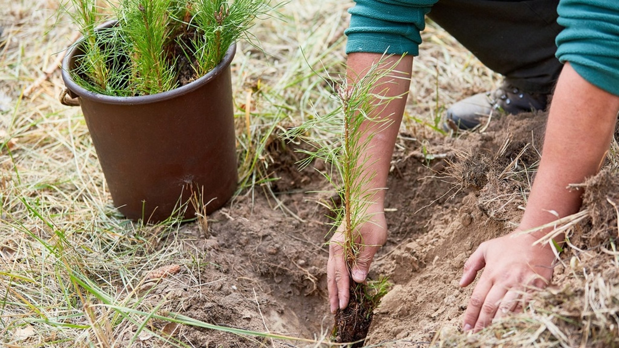 Klimawandel: Bäume pflanzen fürs Klima: Hilft es wirklich?