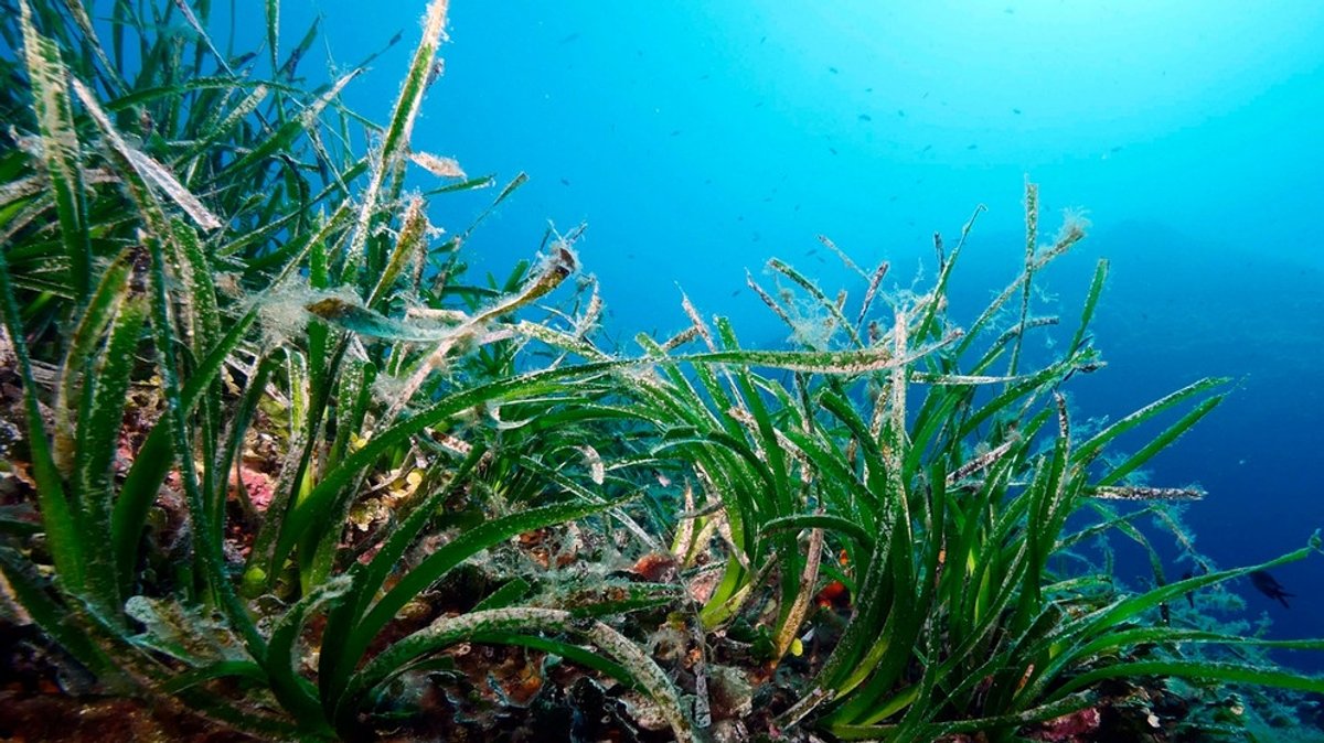 Wunderpflanze Seegras: Die grüne Lunge der Meere