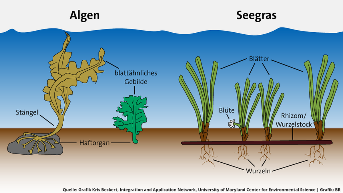 Algen und Seegras: Darin unterscheiden sich Algen von Seegras