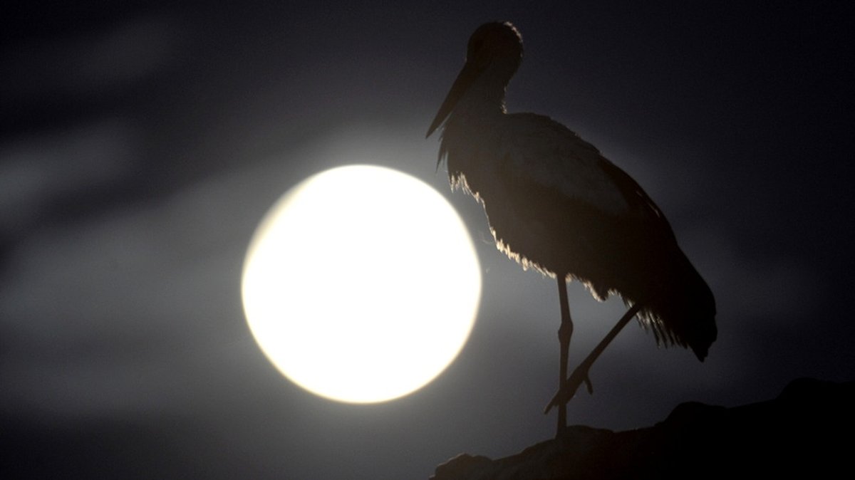 Vollmond im April: Der Mond und seine Reise durch Sternbilder und Mondphasen