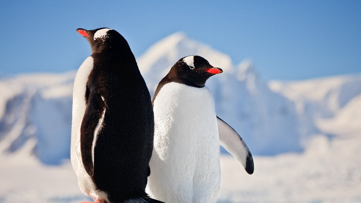 Pinguine: Kuriose Fakten über die lustigen Vögel