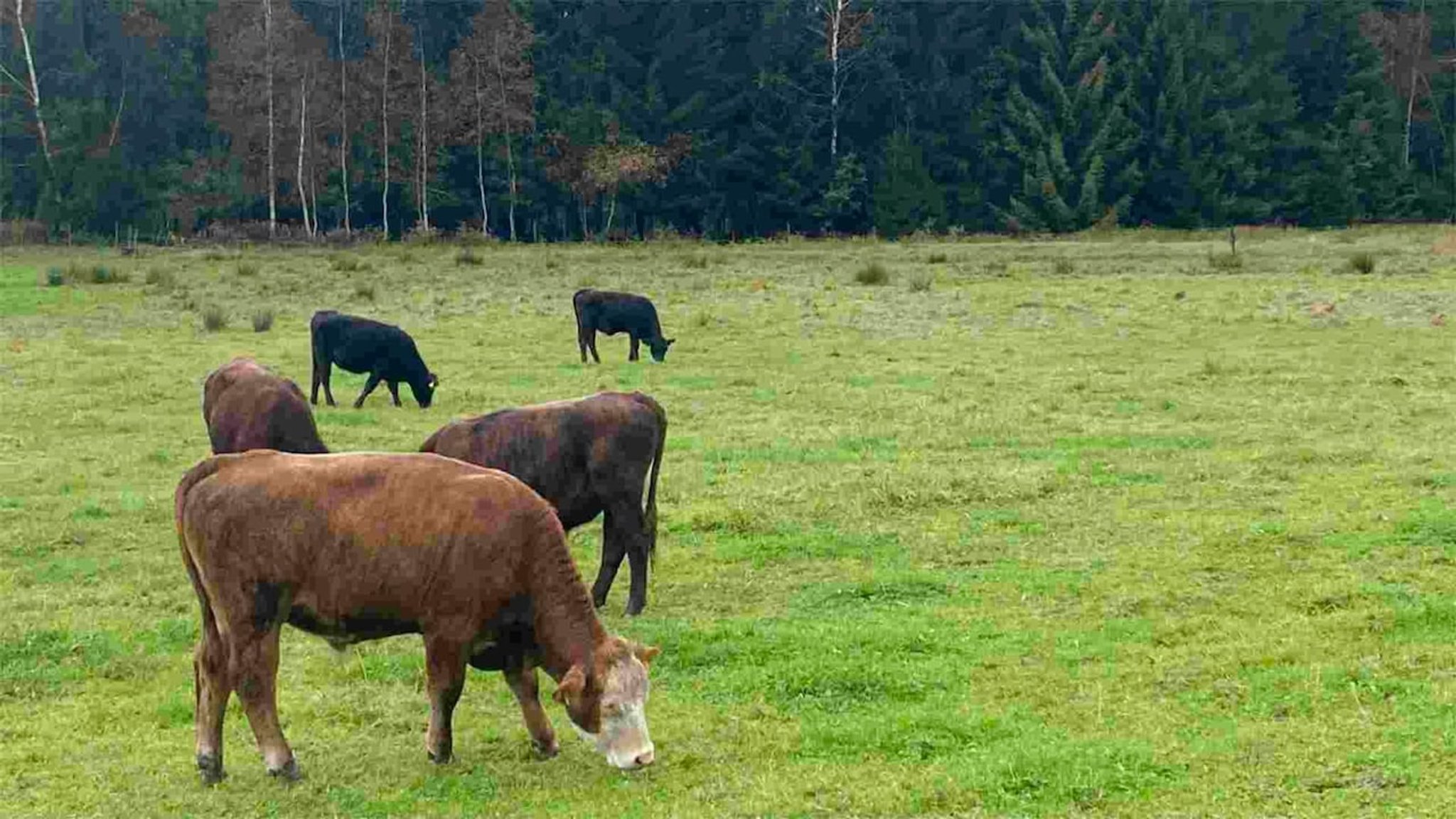 UNKRAUT - Pioniere in Gummistiefeln · Moorschutz mit der Landwirtschaft - hier anschauen