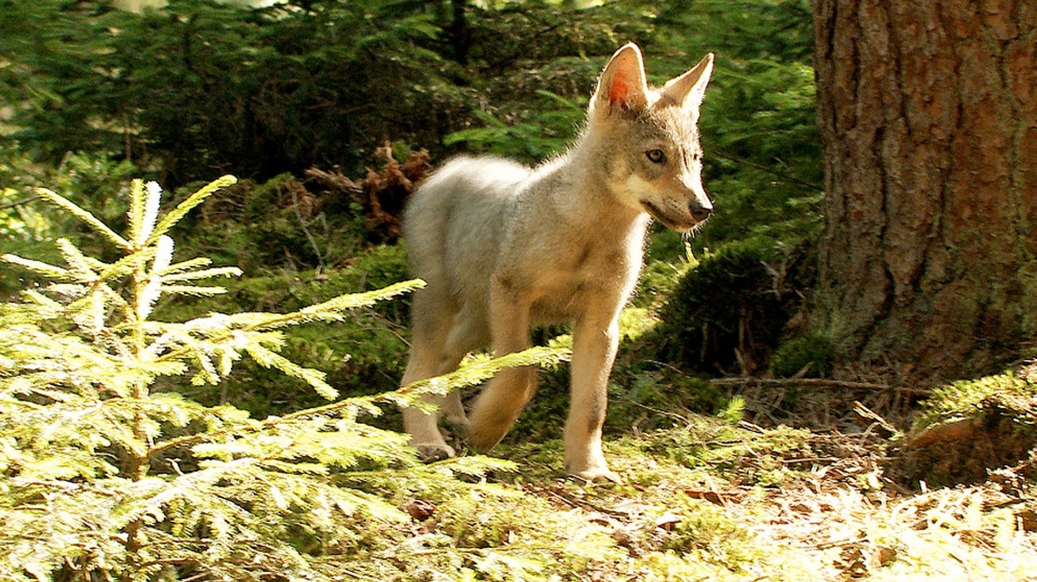 natur exclusiv: Die Rückkehr - Wölfe in Bayern