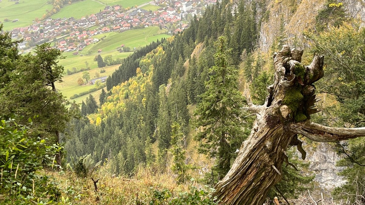 Herbstwanderung auf den Hirschberg über Bad Hindelang: Unterwegs in den Allgäuer Alpen 