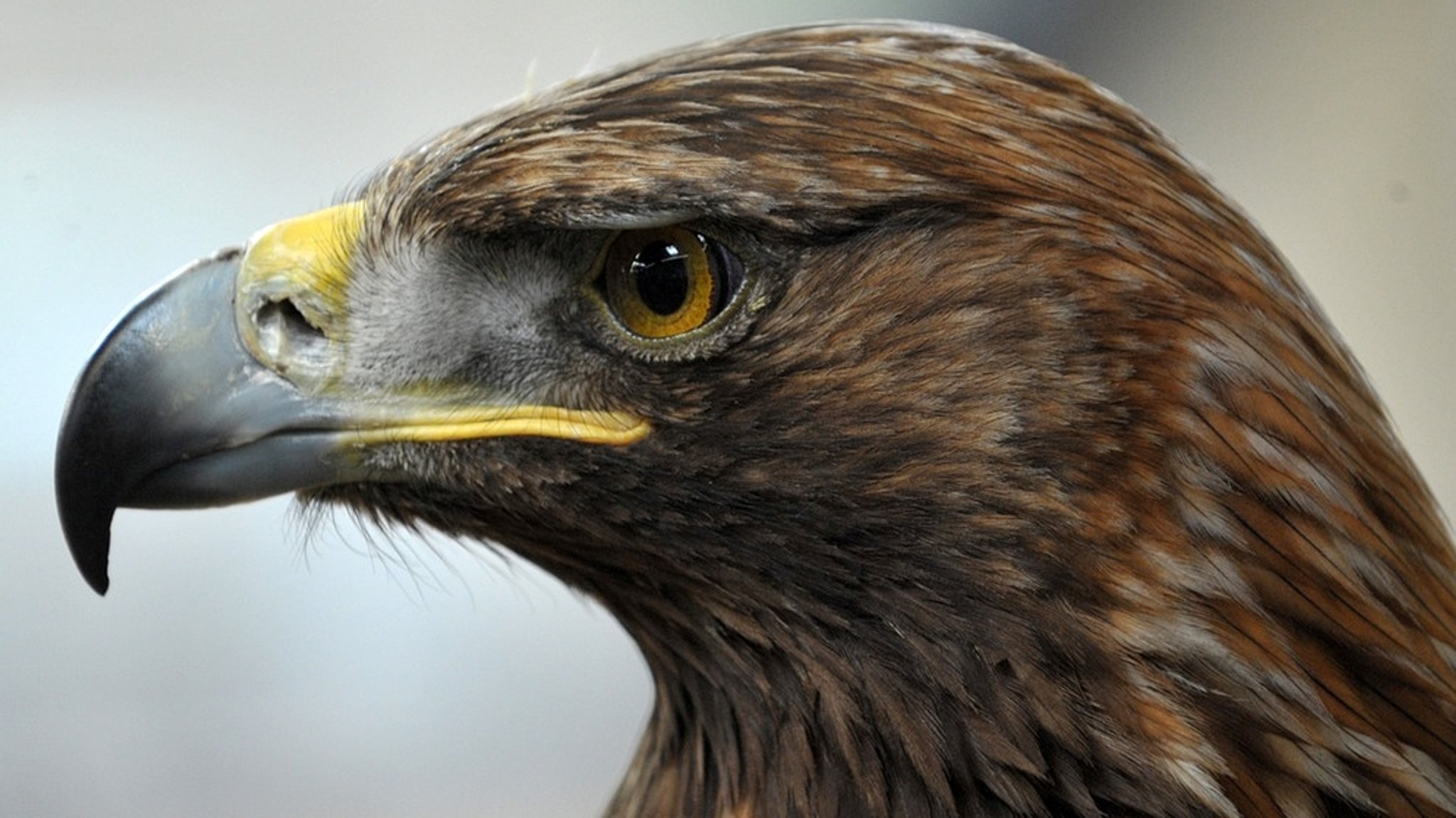 König der Lüfte: Der Steinadler im Nationalpark Berchtesgaden