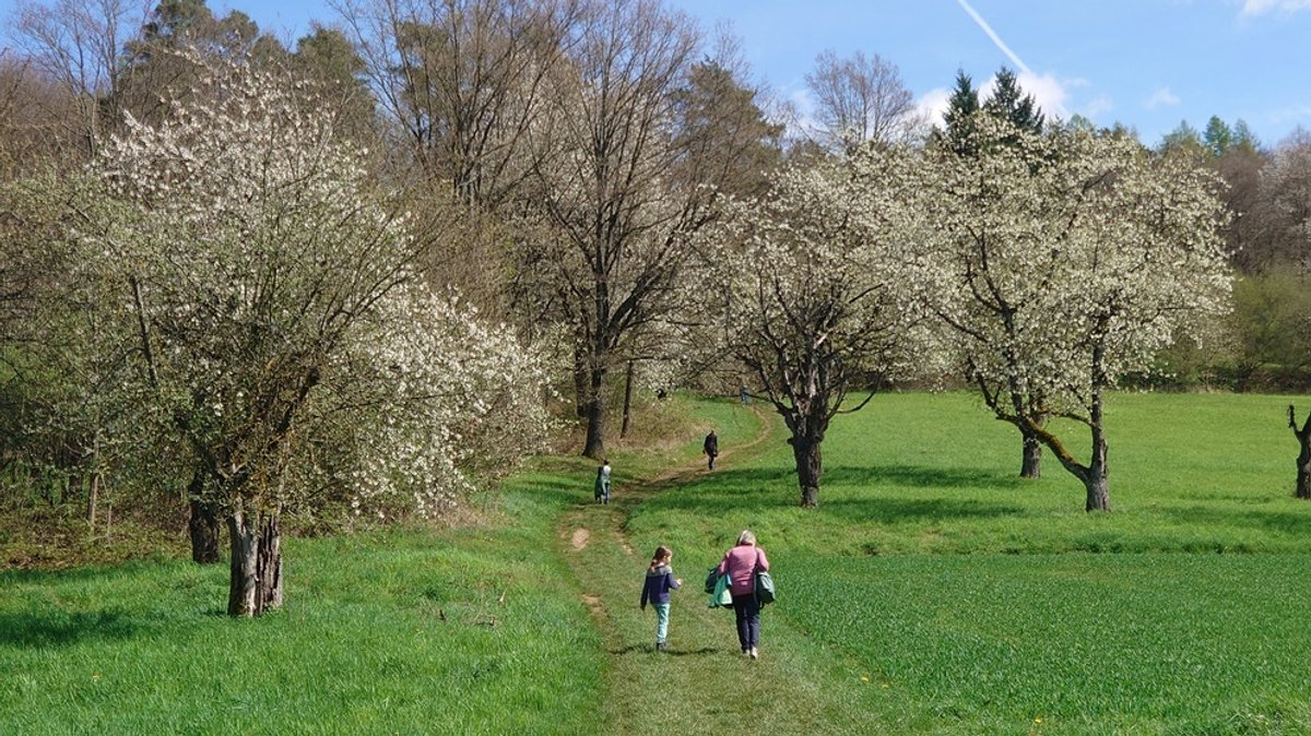 Unterwegs auf dem Pretzfelder Kirschenweg: Kirschblütenwanderung in der Fränkischen Schweiz