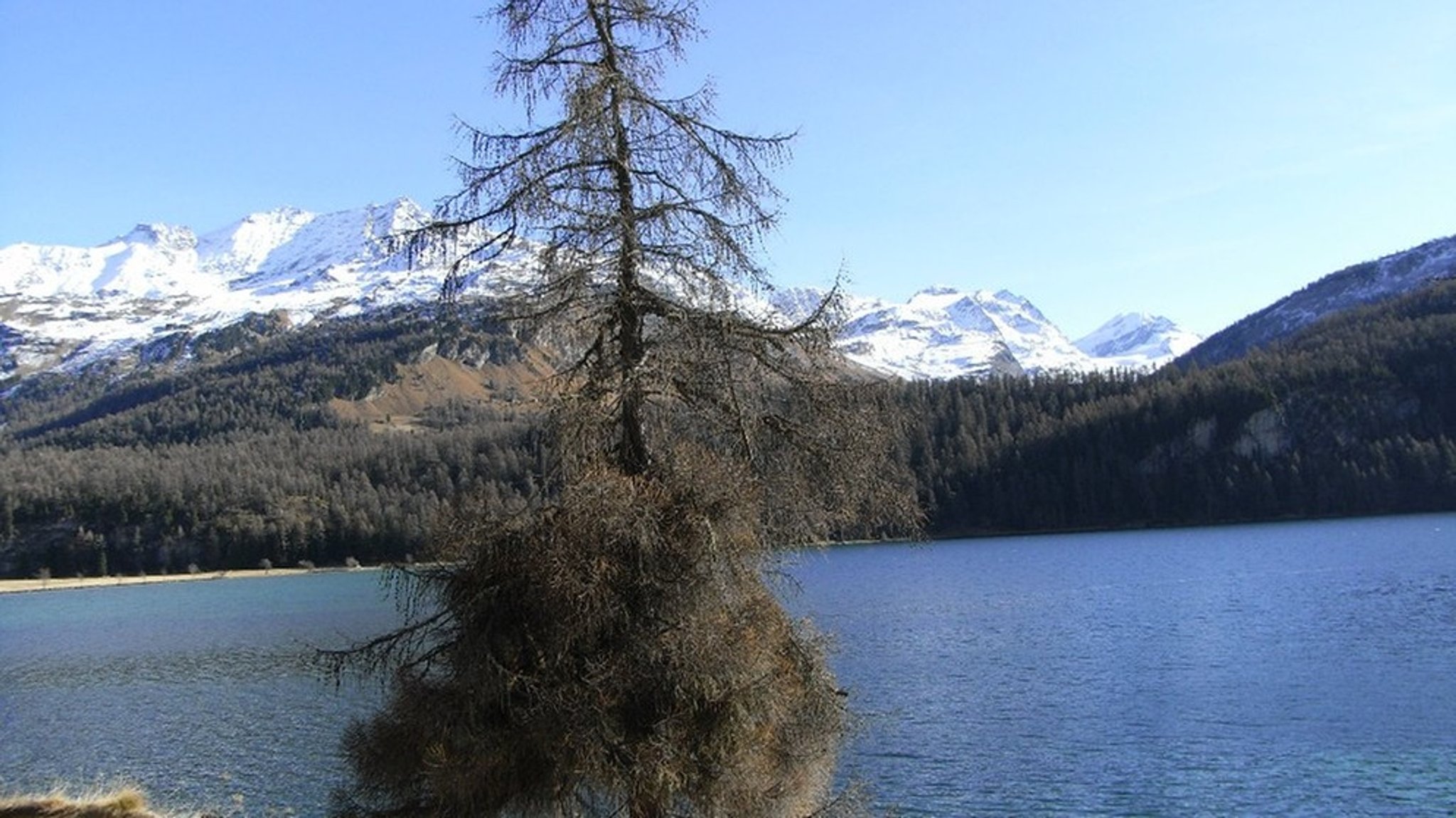 Lärchennadeln im Malojawind : Wandern am Silser See 