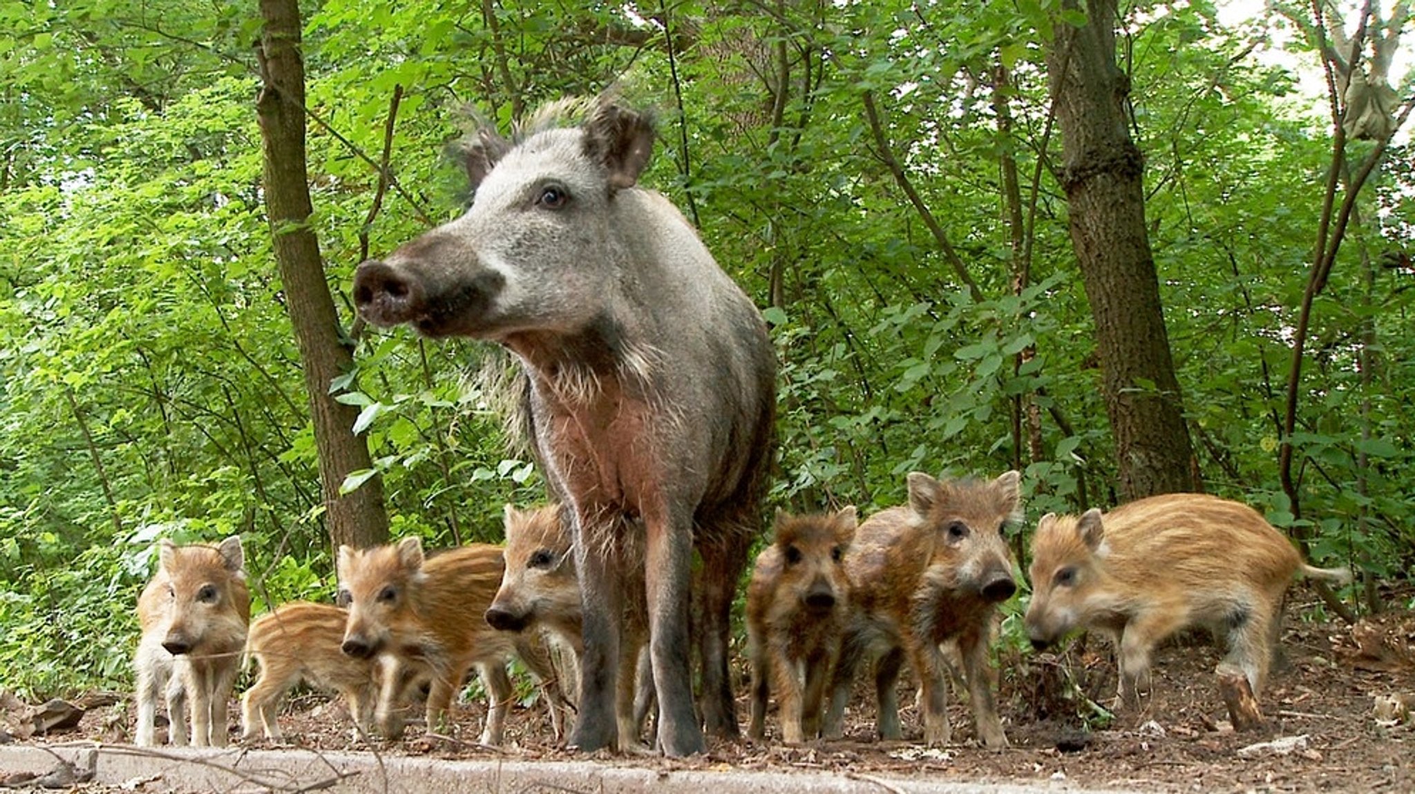 Hauptstadt der Wildschweine - Berlin