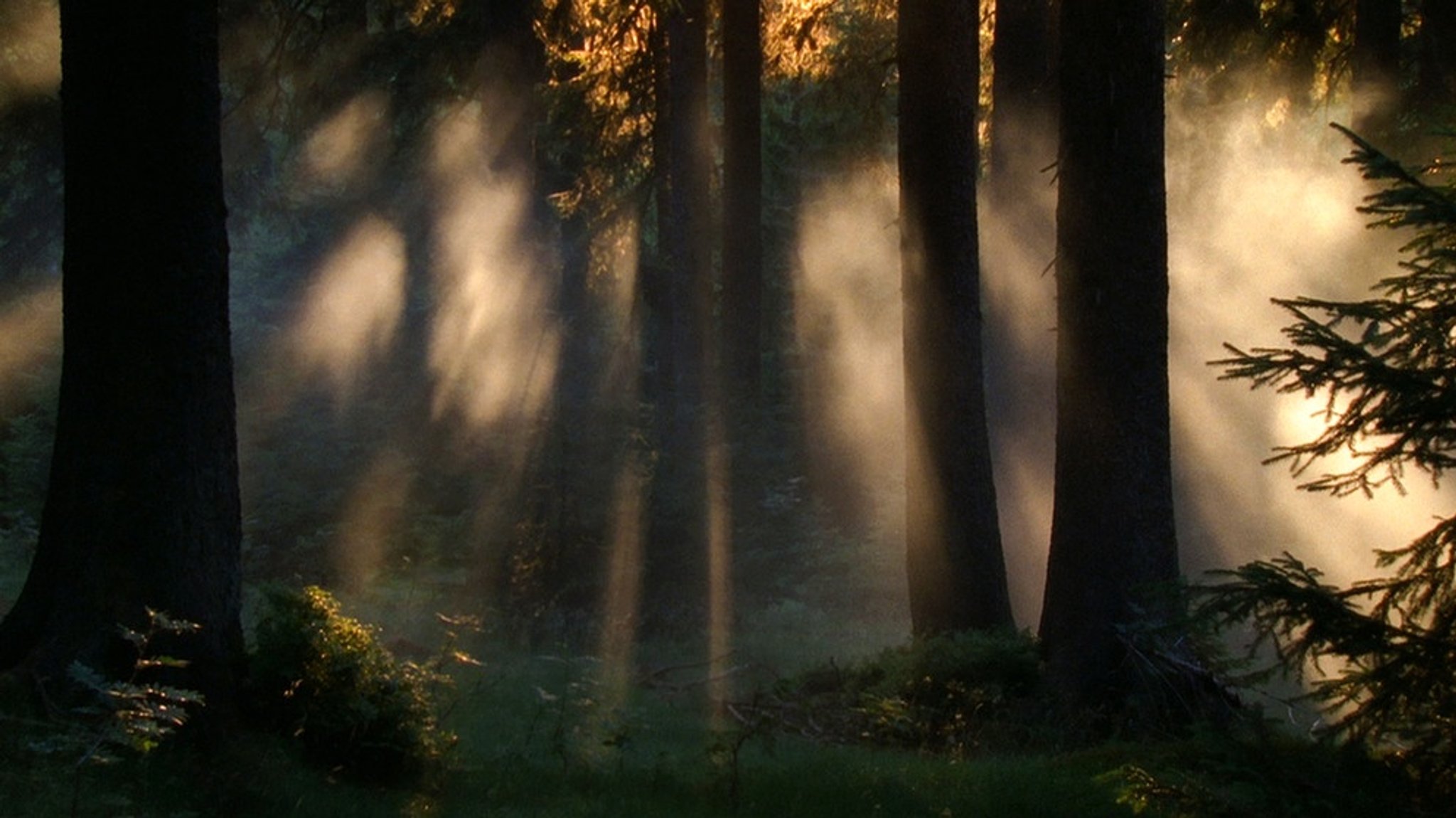 natur exclusiv: Der halbwilde Wald - Unterwegs im Nationalpark Bayerischer Wald