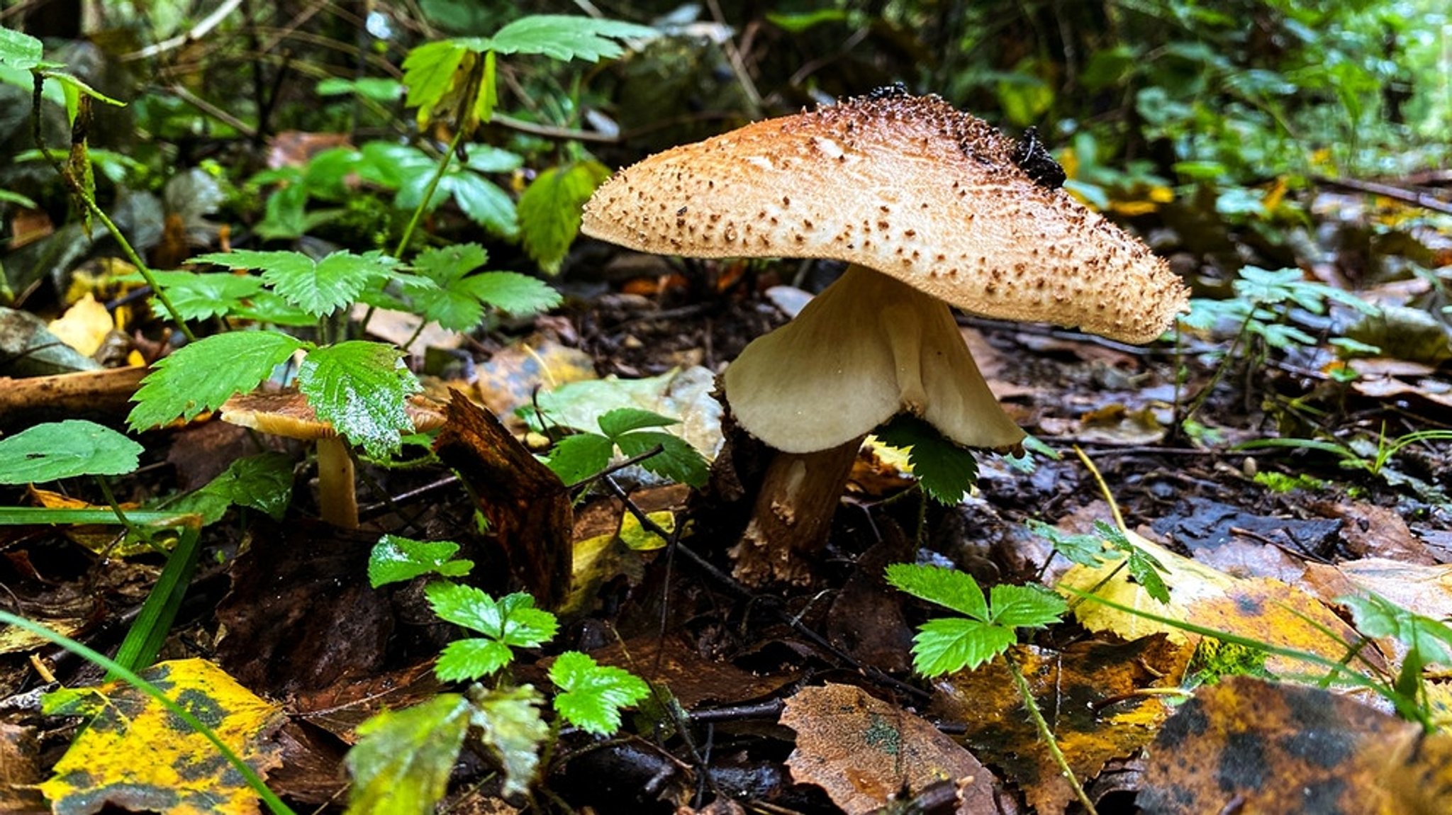 DokThema: Superhelden Pilze