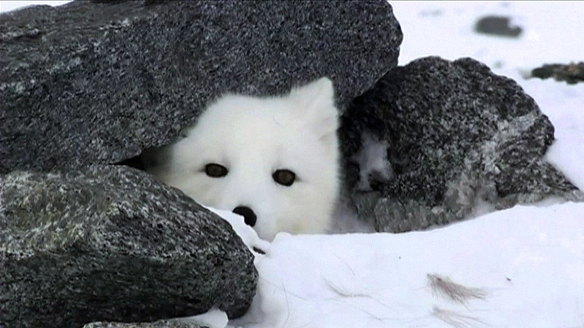 Norwegen: Polarfüchse in der Hardanger Vidda