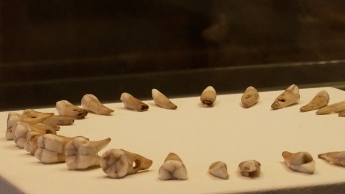 Ausstellung: Rätselhafte Zähne: Uralte Funde auf Festung Marienberg