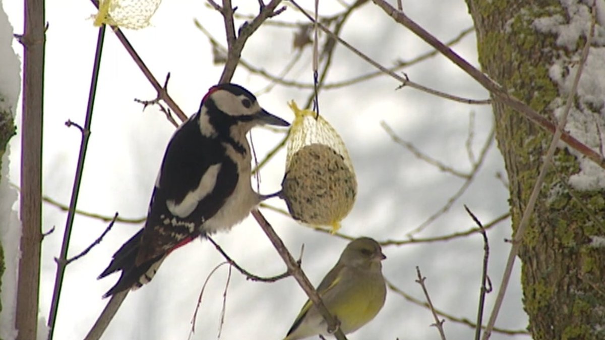 Zählen für den Artenschutz: Die Stunde der Wintervögel