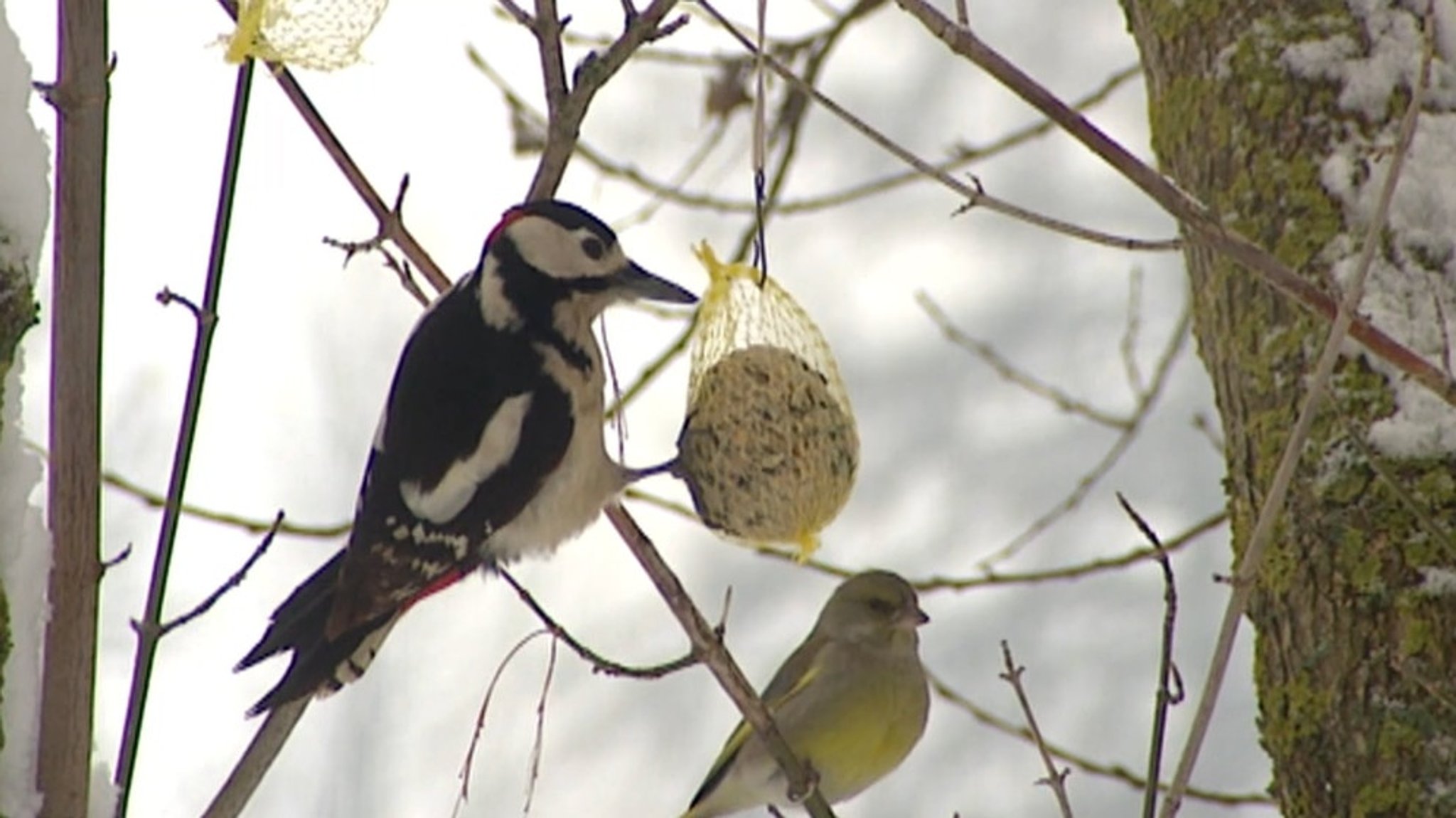 Zählen für den Artenschutz: Die Stunde der Wintervögel