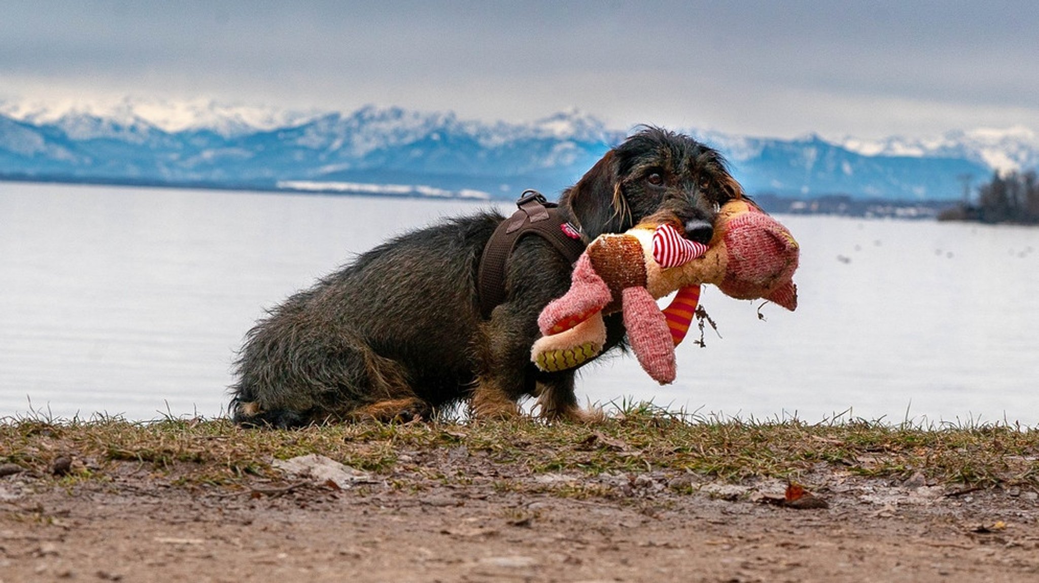 Dackel: Von kleinen Hunden und großen Irrtümern