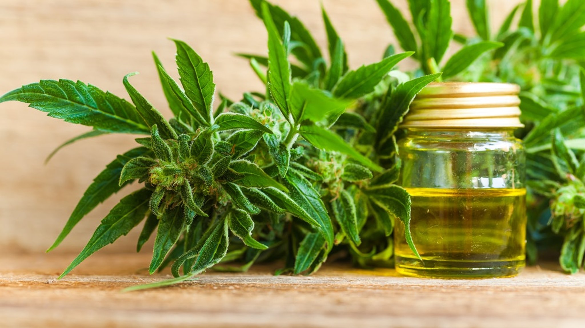 Cannabidiol: ein Nahrungsergänzungsmittel?: Genau Hinschauen bei CBD