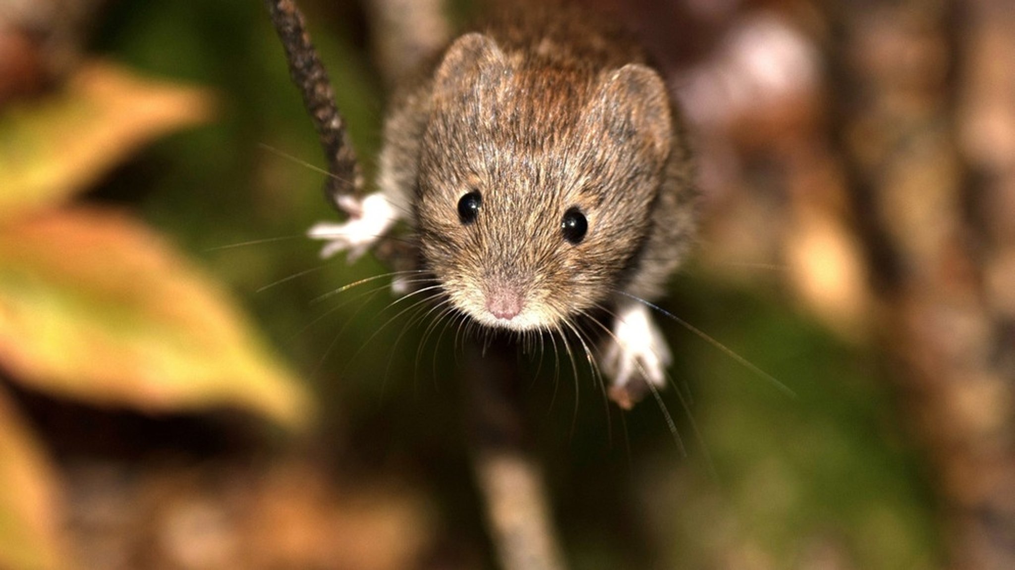 Übertragung durch Rötelmaus: Infektionen durch Hantavirus nehmen zu