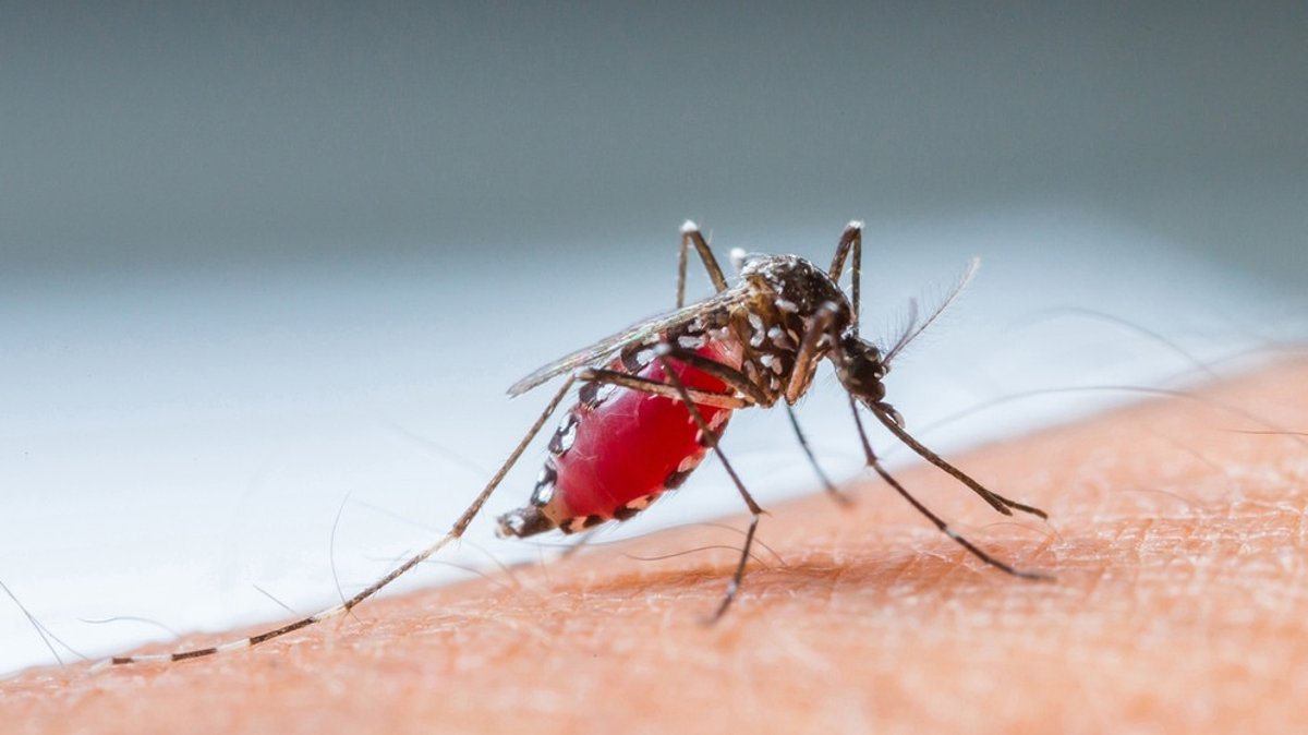 Mückenstiche: Was hilft wirklich gegen Mücken?