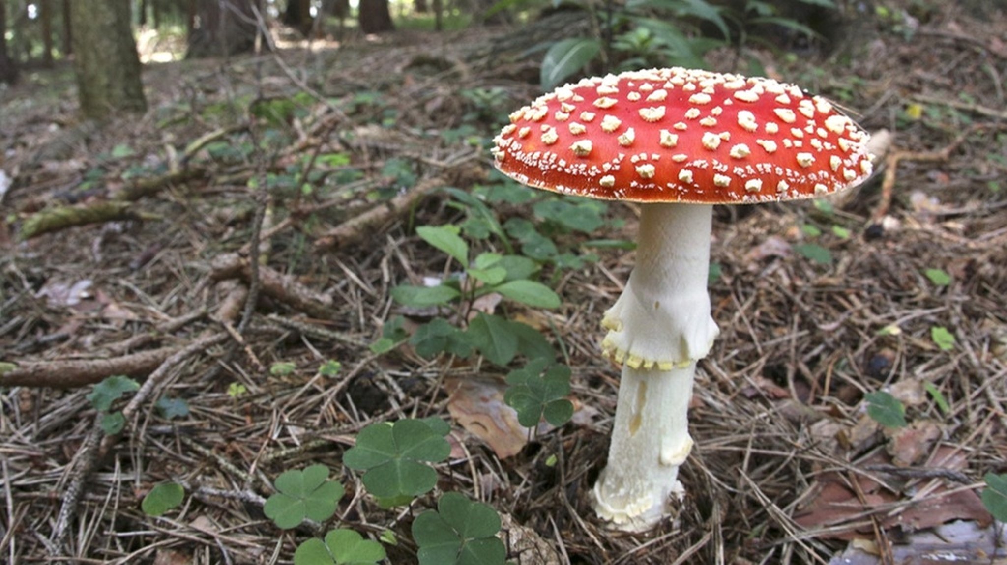 Pilzsaison im Wald: Obacht bei der Schwammerlsuche!