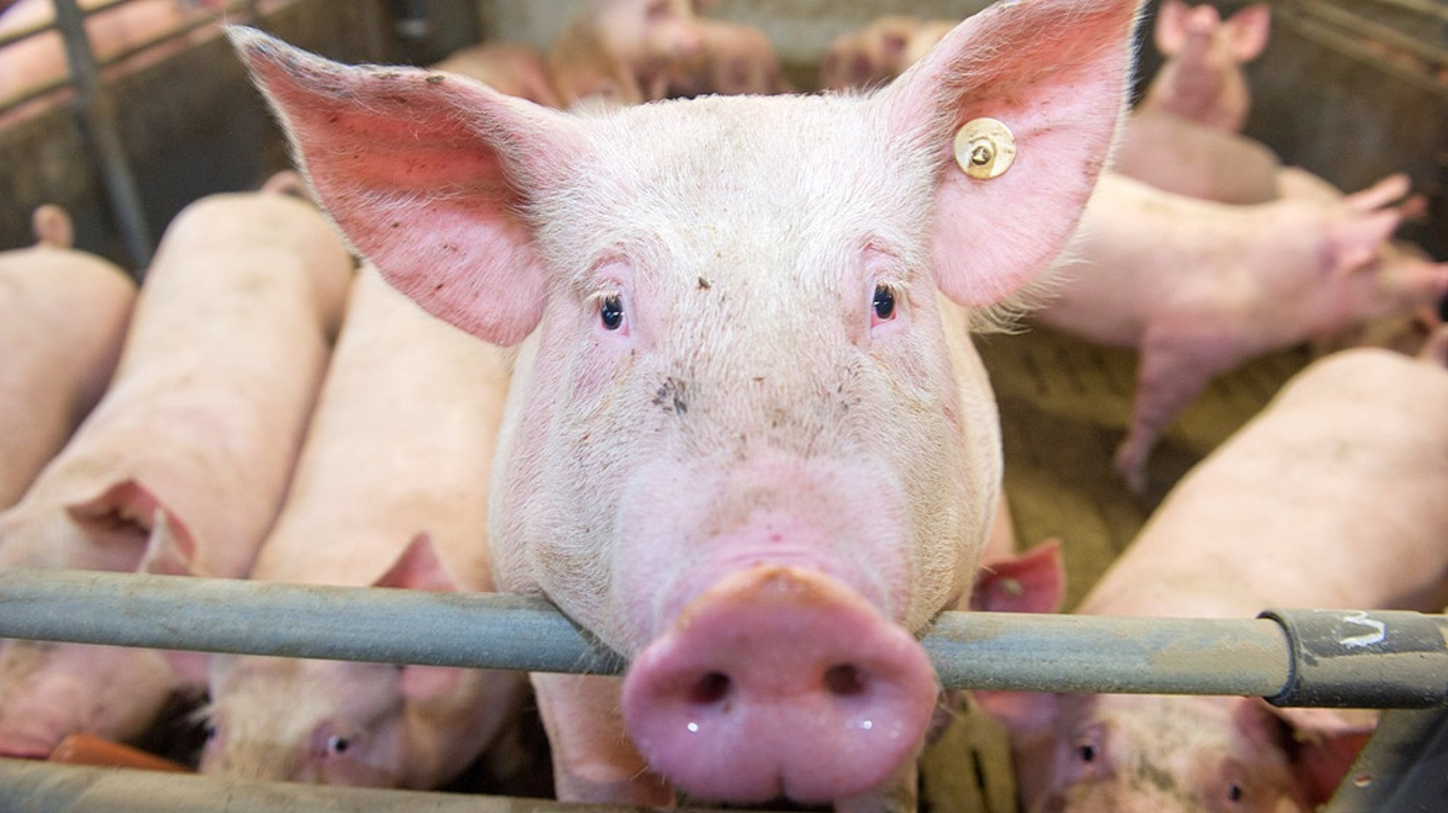 Landwirtschaft unter Druck: Wie werden Bayerns Bauern zukunfts- und krisensicher? 