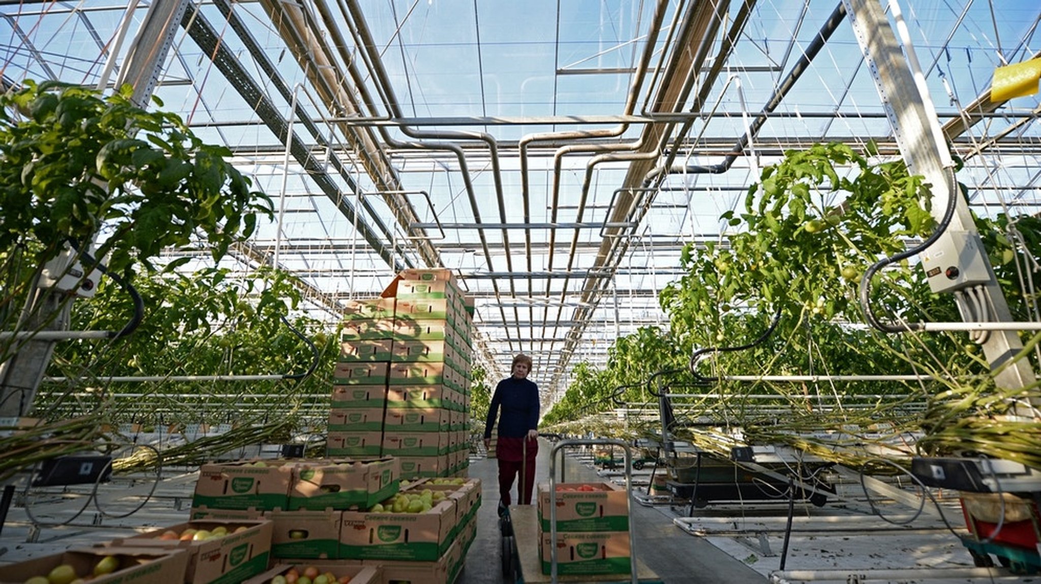 Vorreiter Japan: Indoor Farming