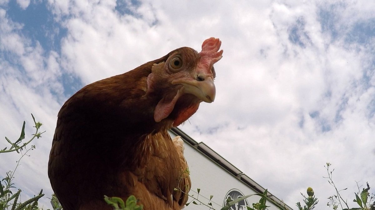 Ernährung und Umwelt: Freiluft-Supermarkt und mobile Hühnerställe 