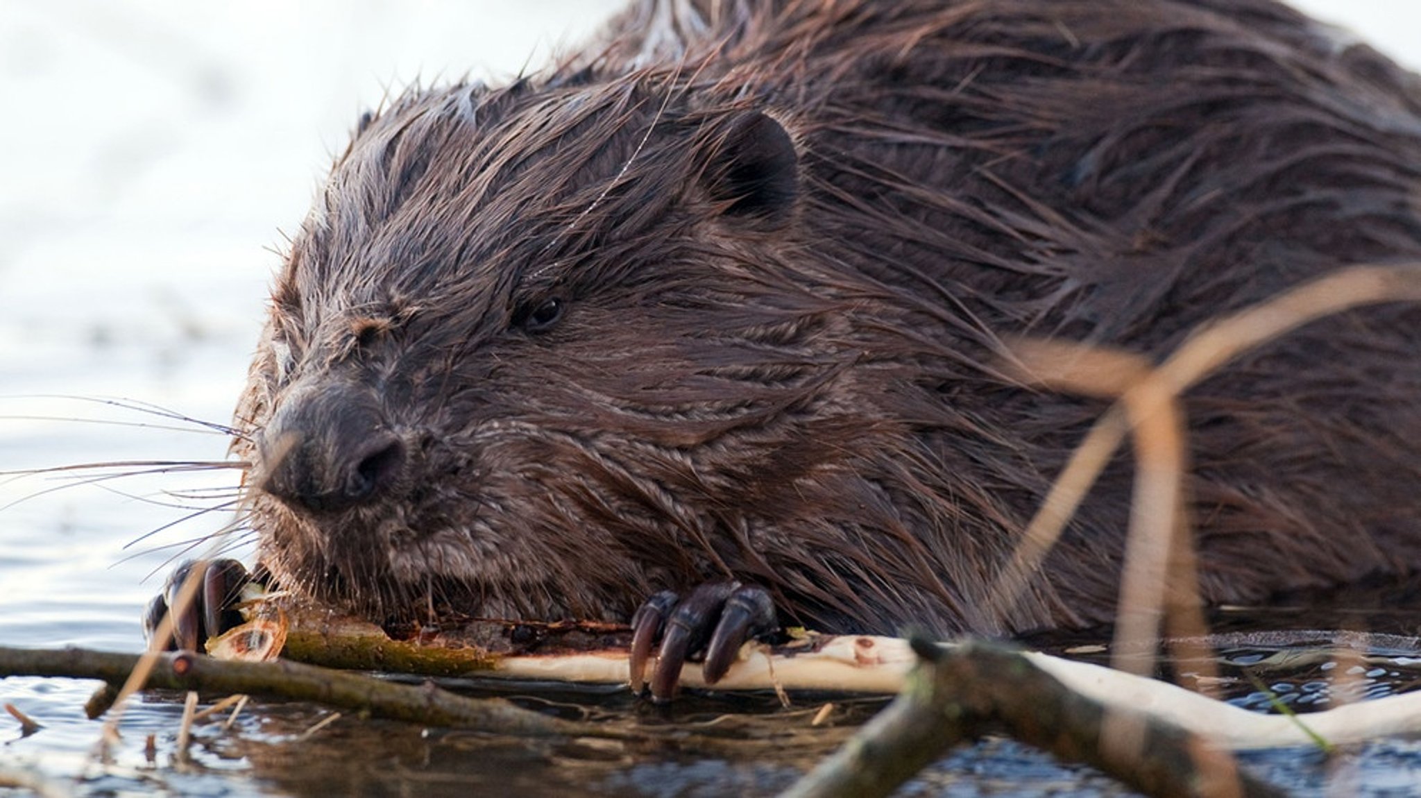 natur exclusiv: Die Rückkehr der Biber