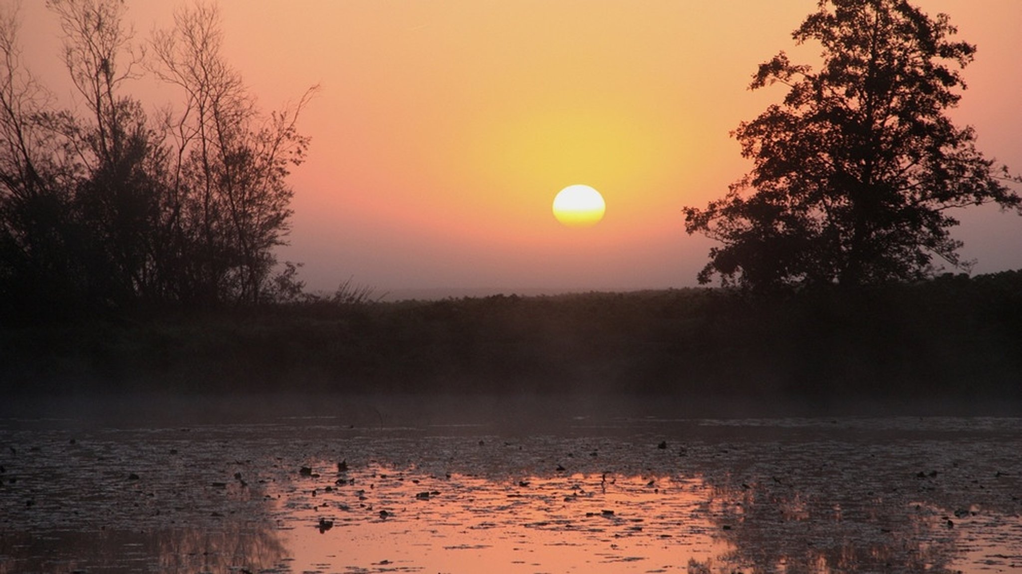 Abenteuer Wildnis: Die Stimme der Donau