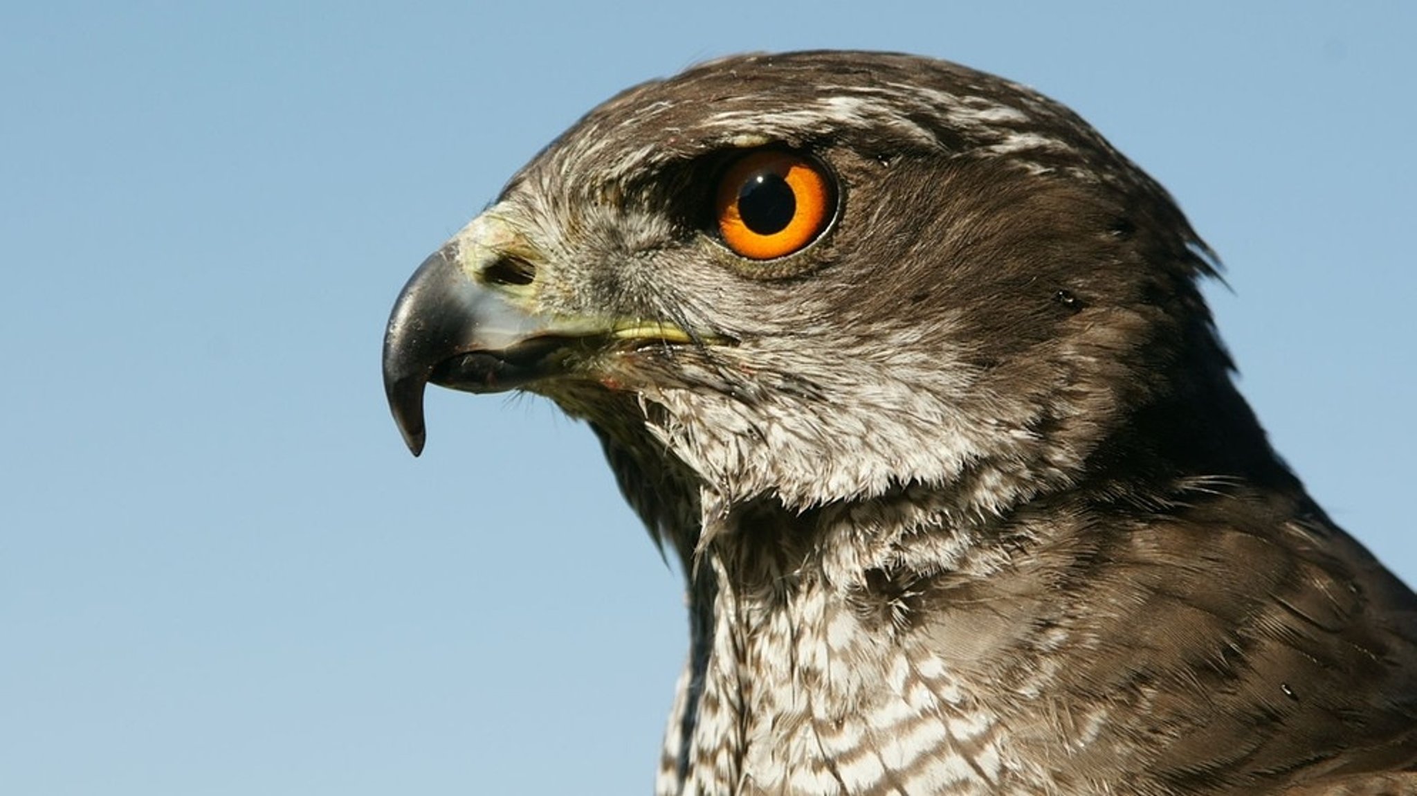 natur exclusiv: Jäger der Lüfte - Habicht, Bussard, Adler