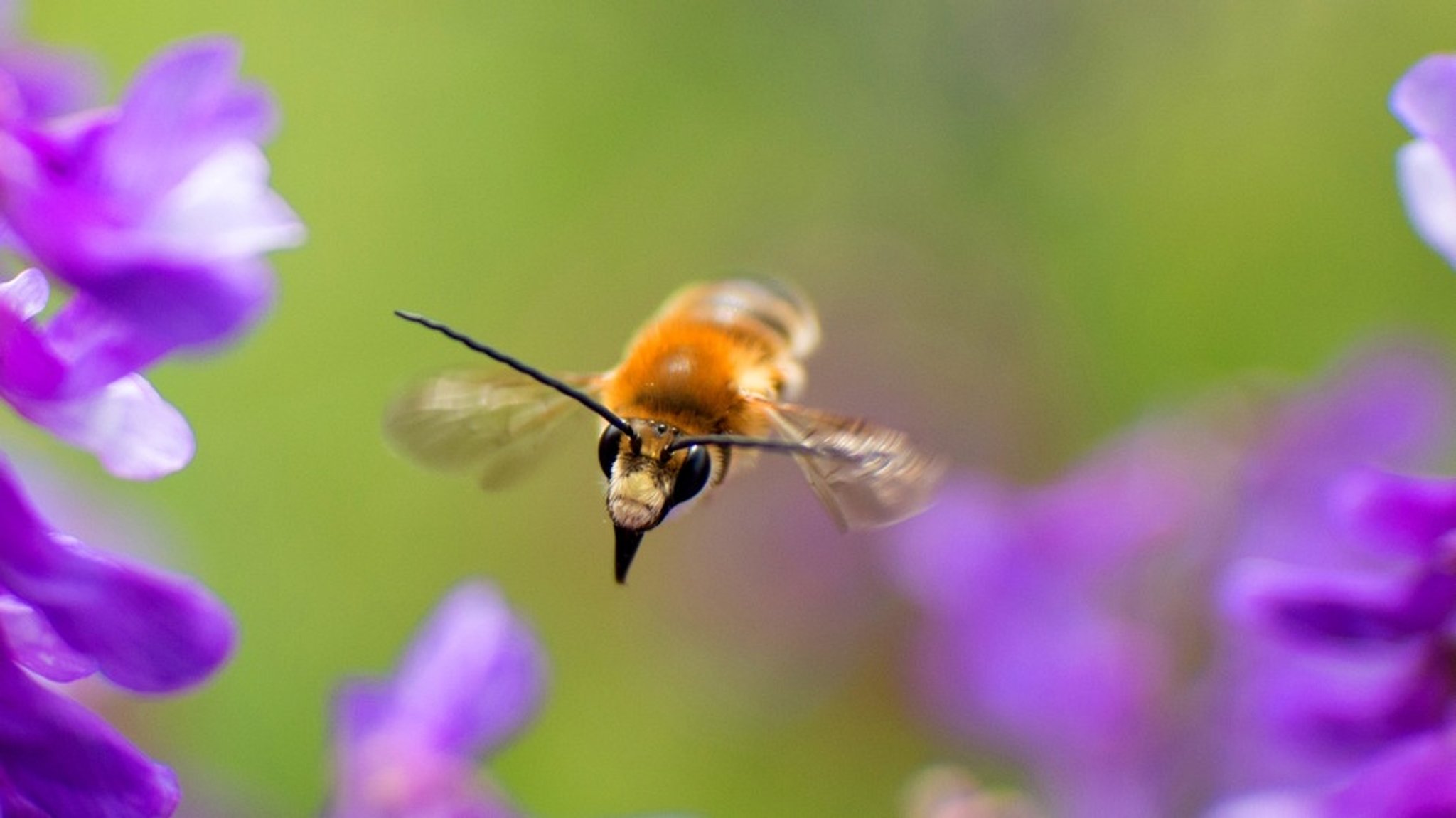 natur exclusiv: Biene Majas wilde Schwestern