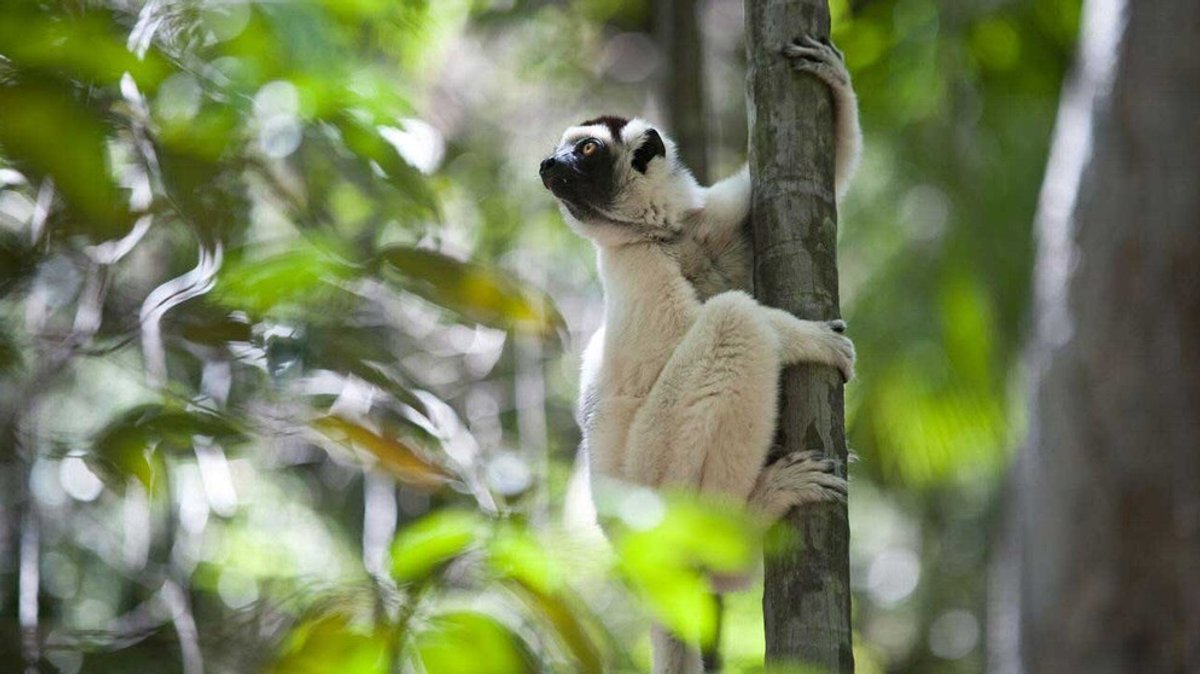 natur exclusiv : Makay - Verlorene Welt im Herzen Madagaskars