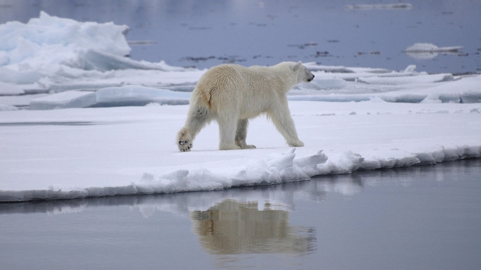 natur exclusiv: Nach der langen Nacht - der Winter in Spitzbergen