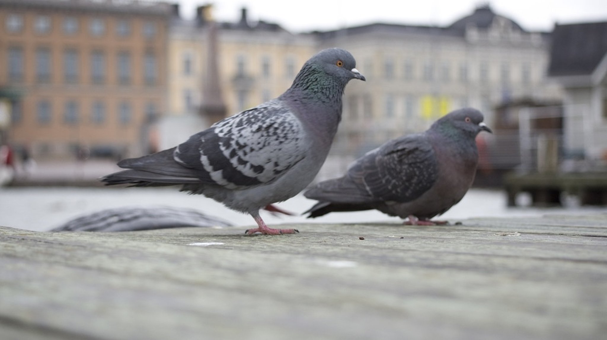 natur exclusiv: Bester Freund - größter Feind: Mensch und Taube