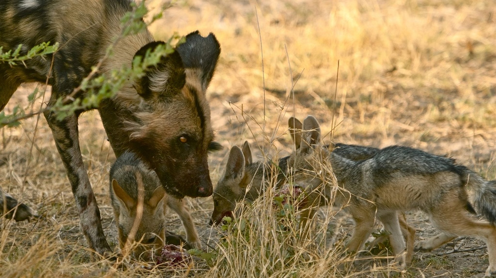 natur exclusiv: Solo, die einsame Wildhündin