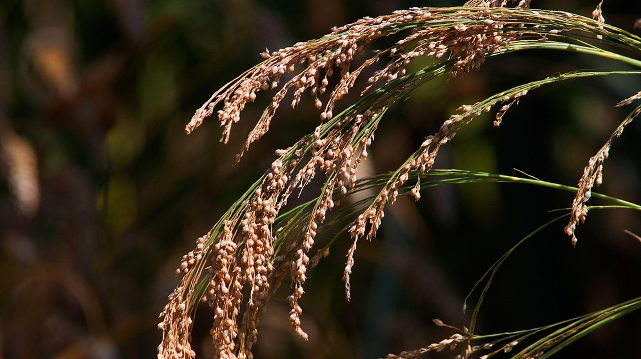 Alternative zu Mais?: Hirse in Biogasanlagen