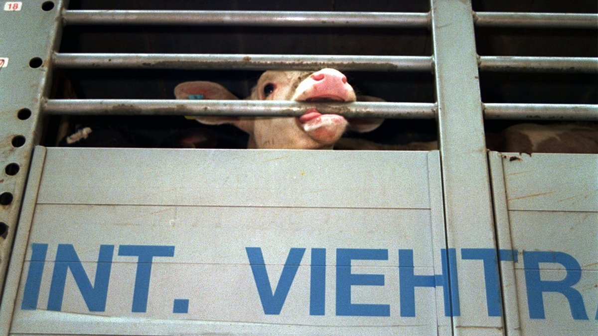 Geschlachtet ohne Betäubung: Tiertransport mit deutschen Rindern in den Libanon