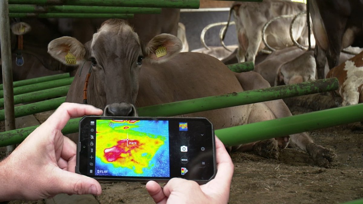 Kostenlose Energie: Kuh als Heizkraftwerk?