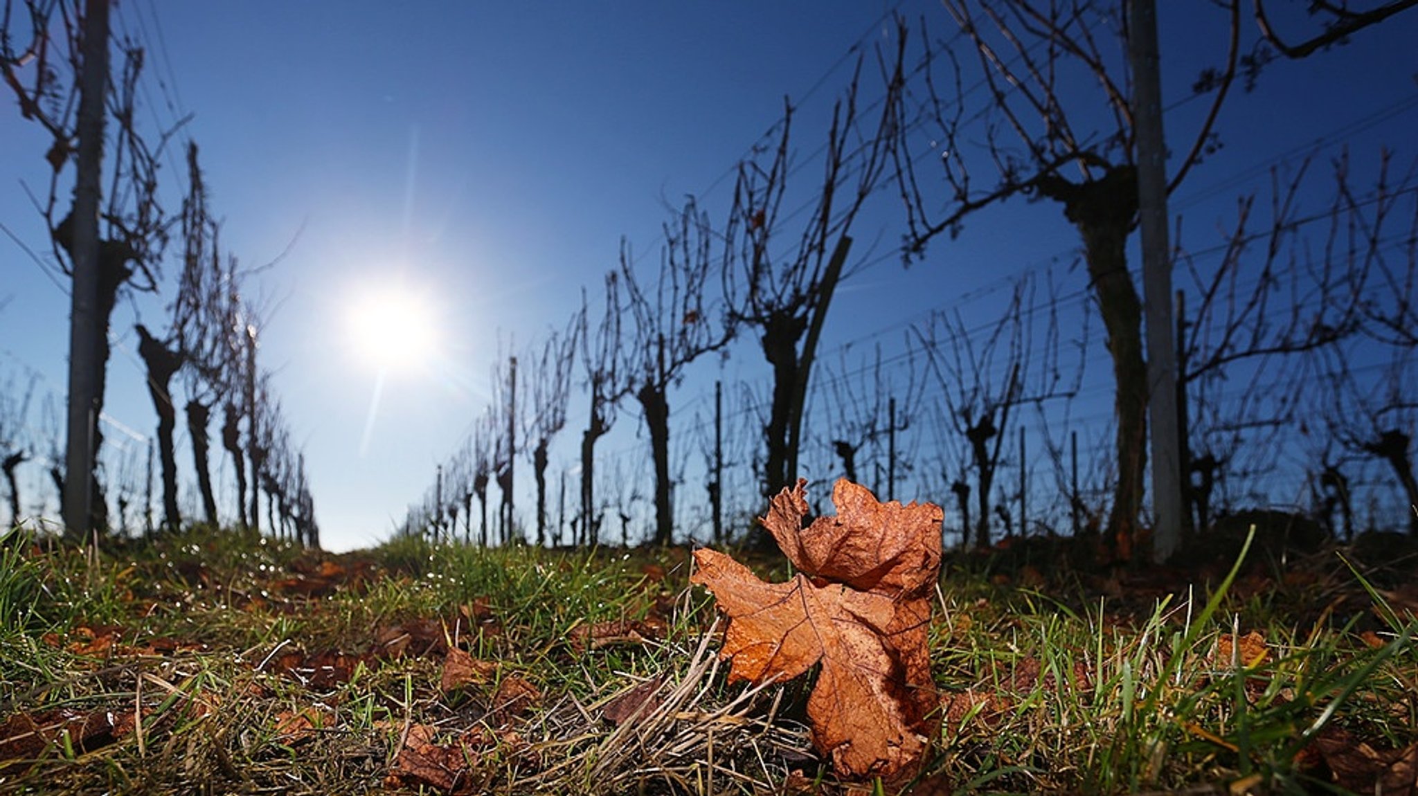 Bewässerungsprojekte: Wasser für die Weinberge in Unterfranken