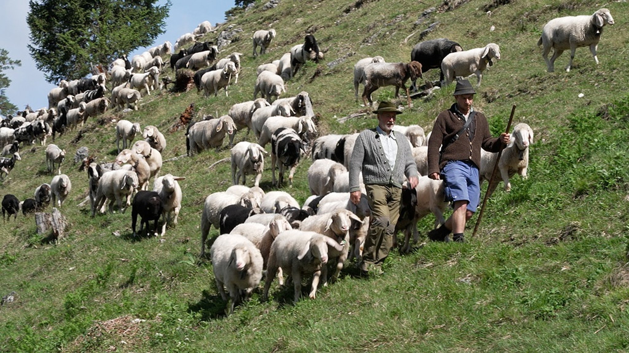 Weidetiere und der Wolf in Oberbayern: Wie gelingt der Herdenschutz?