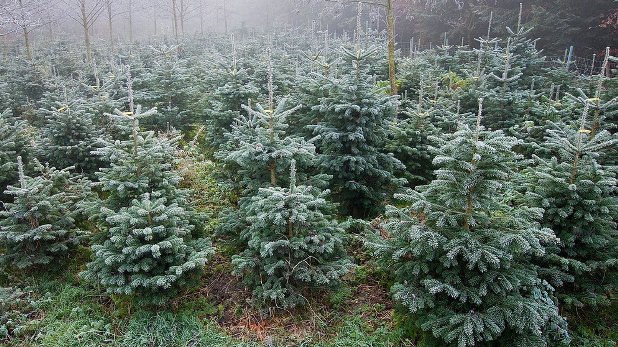 Trockenheit in der Landwirtschaft: Christbäume im Trockenstress - Anbauer denken um