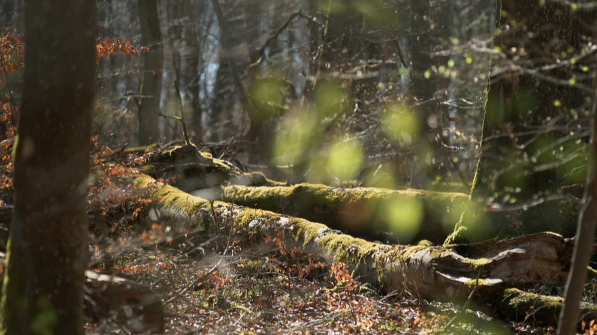 Unter unserem Himmel | 13.03.2022: Zurück zur Wildnis - Naturwälder in Bayern