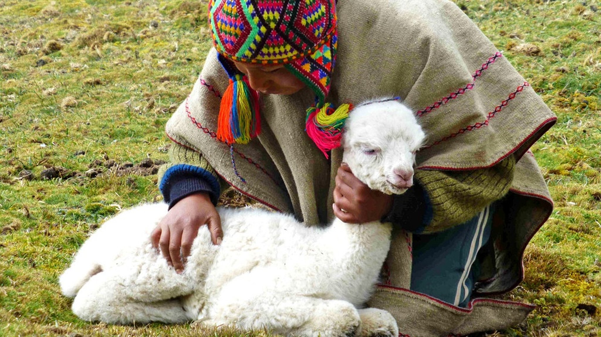 Welt der Tiere: Im Reich der Inka - Alpakas