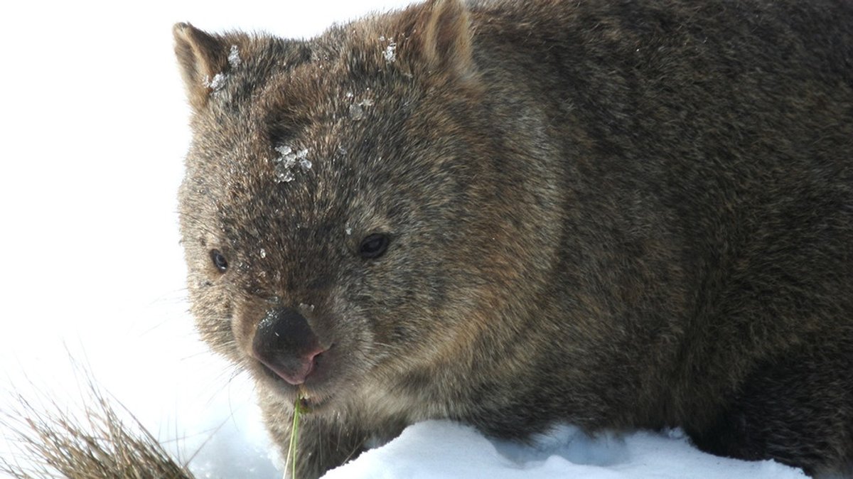 Welt der Tiere : Schnee in Australien