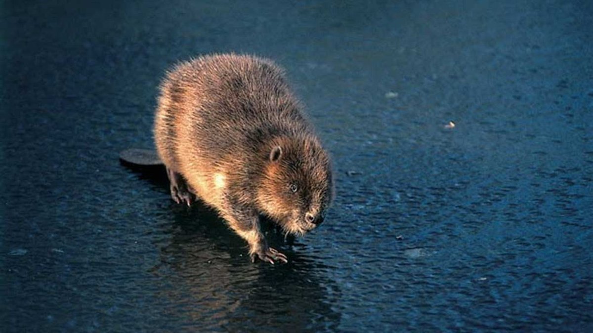 Welt der Tiere : Der Biber - Herr der Dämme